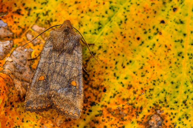Eupsilia transversa - holdacskás télibagoly