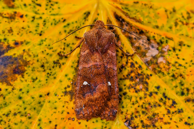 Eupsilia transversa - holdacskás télibagoly