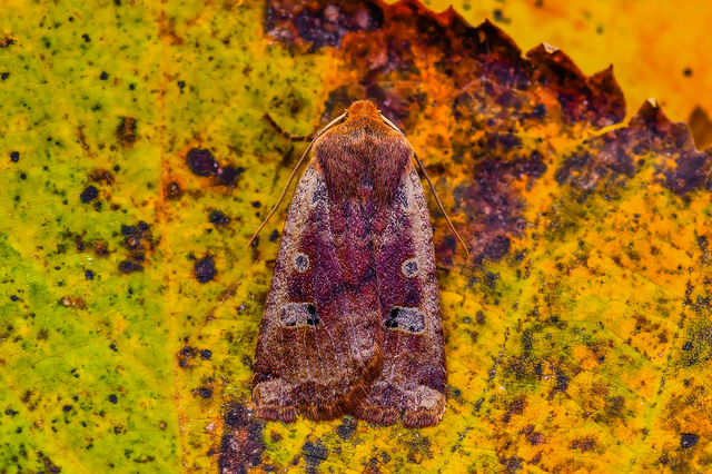 Conistra erythrocephala - vörösfejű őszibagoly