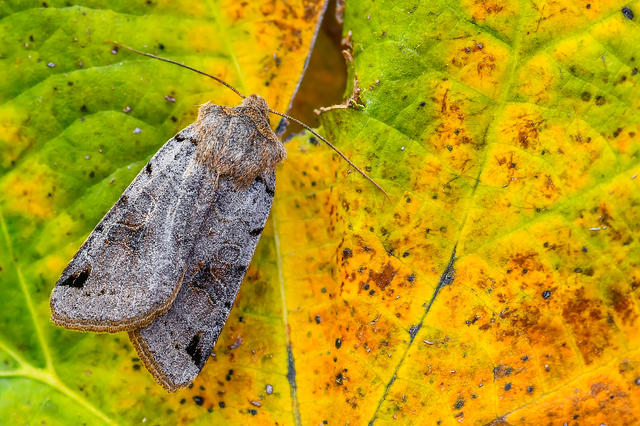 Anchoscelis litura - tarka őszibagoly