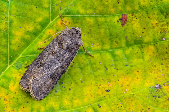 Agrotis segetum - vetési földibagoly