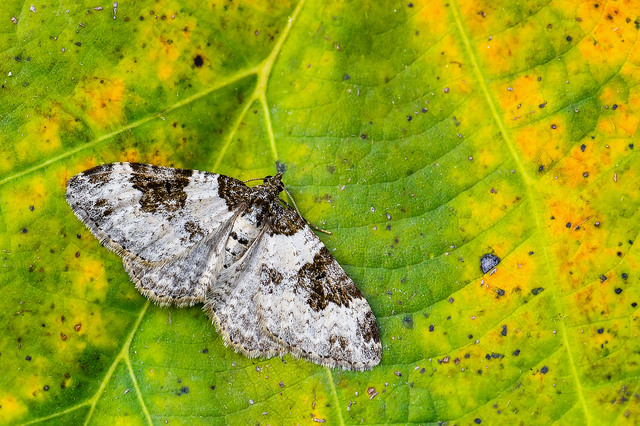 Xanthorhoe fluctuata - közönséges tarkaaraszoló