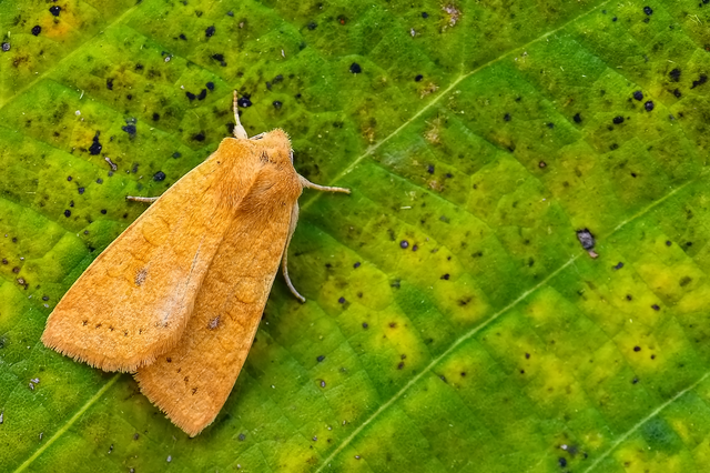 Cirrhia gilvago - foltos sárgabagoly