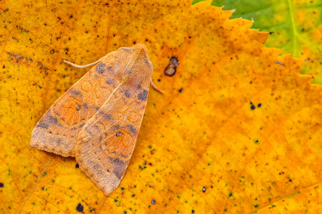 Cirrhia ocellaris - fakó sárgabagoly