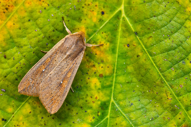 Mythimna unipuncta - hordabagoly
