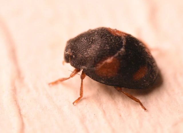 Scymnus