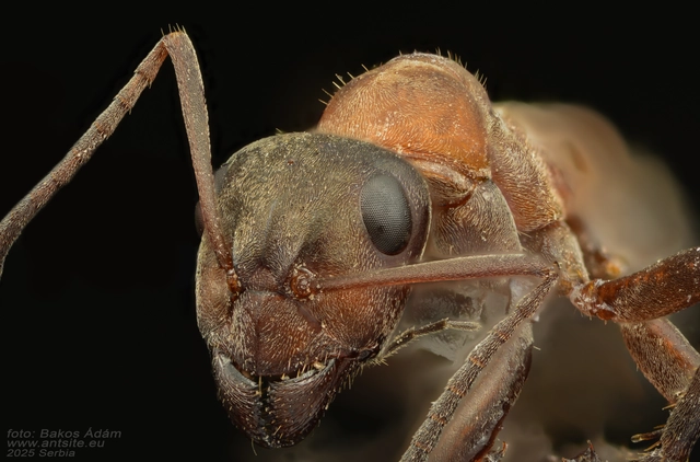 Formica rufibarbis - vörös rabszolgahangya