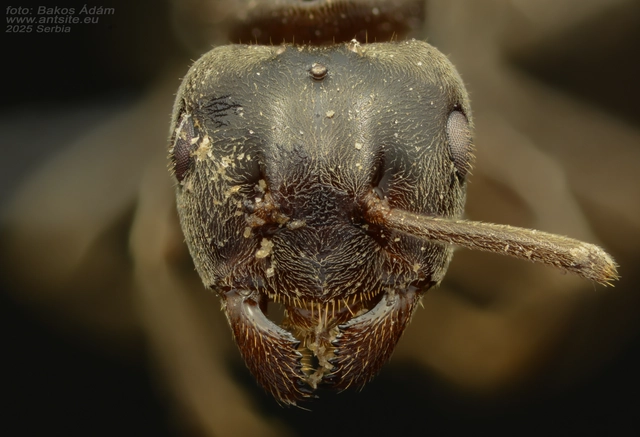 Lasius distinguendus - déli borostyánhangya