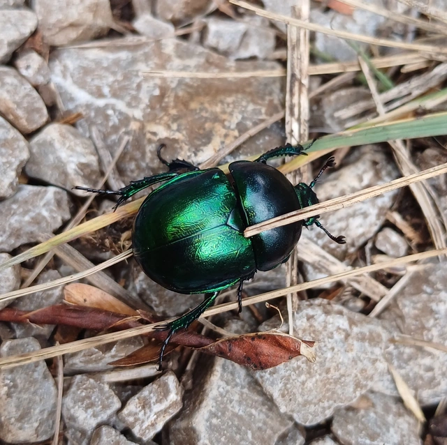 Trypocopris vernalis - tavaszi álganéjtúró