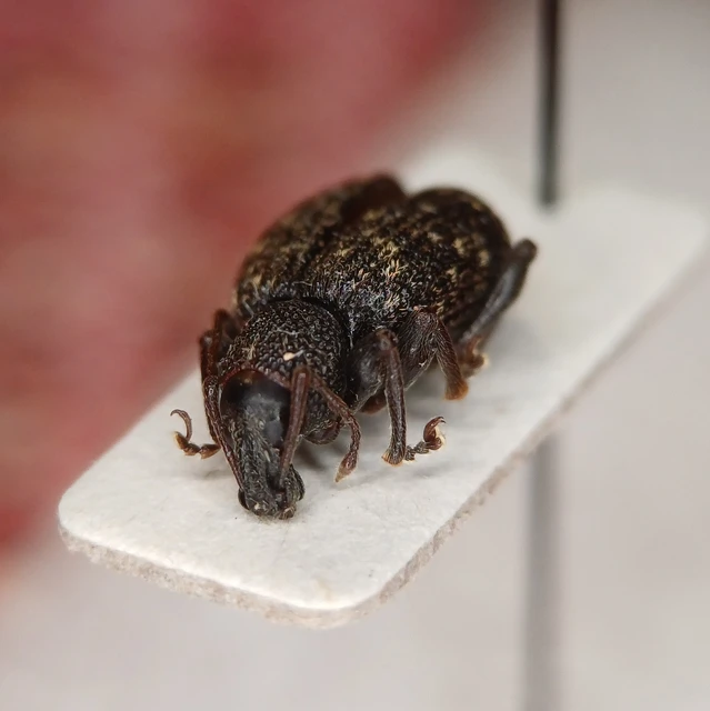 Otiorhynchus sulcatus - szálkás gyalogormányos