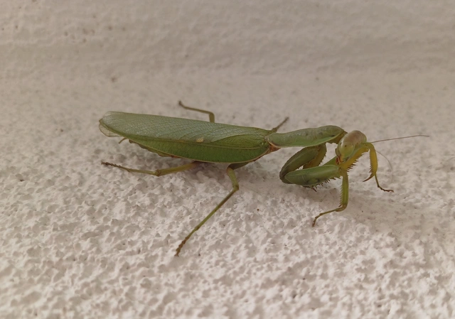 Mantodea - Fogólábúak