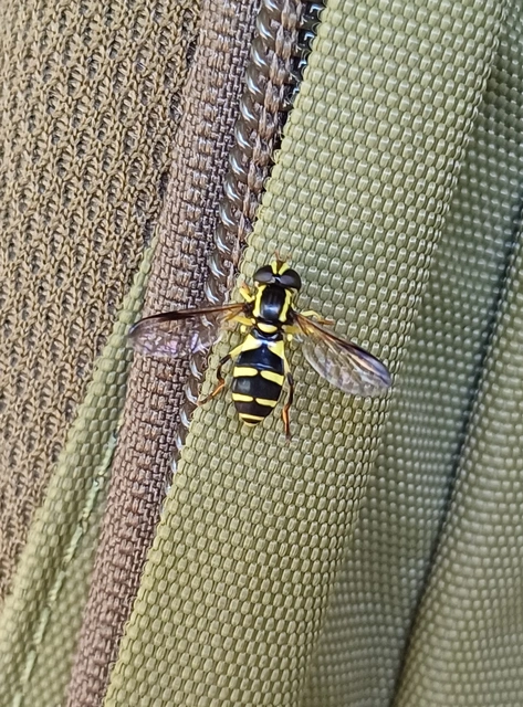 Xanthogramma
