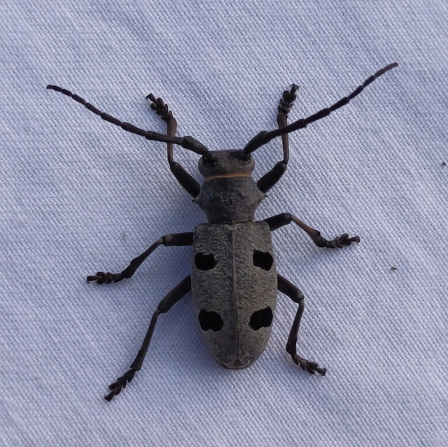 Morimus asper funereus - gyászcincér