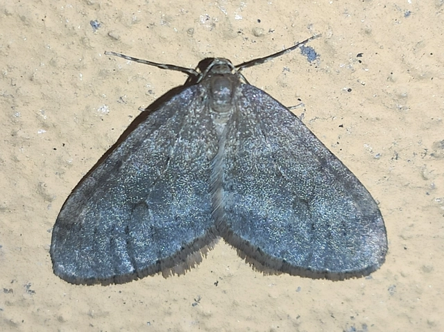 Operophtera brumata - kis téliaraszoló
