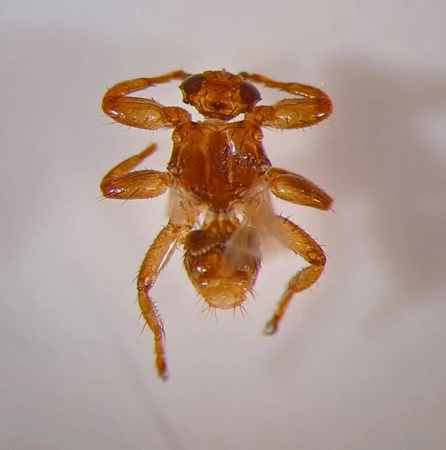Lipoptena