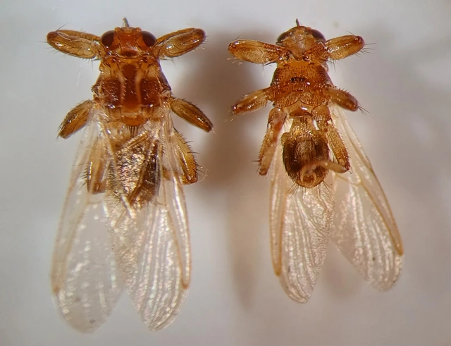Lipoptena