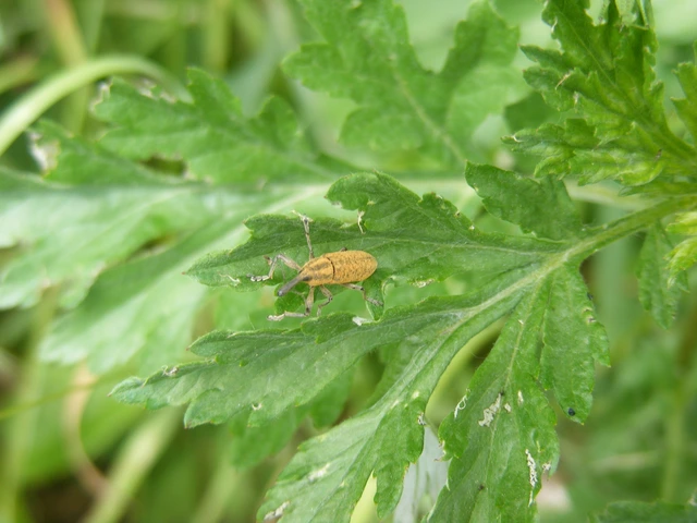 Lixus fasciculatus - nyurgalábú dudvabarkó
