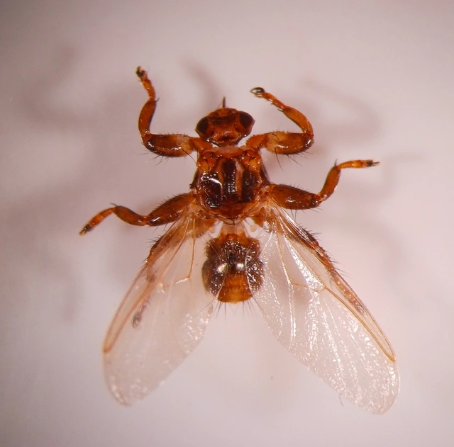 Lipoptena