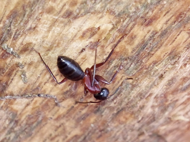 Camponotus ligniperda - faodvasító lóhangya