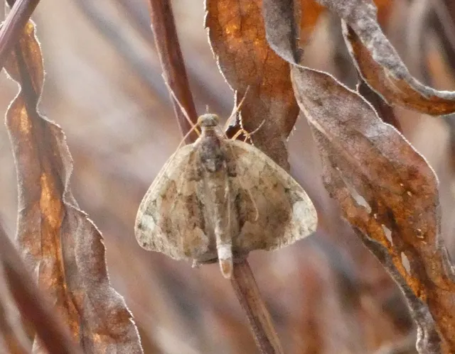 Chloroclysta siterata - salátazöld araszoló