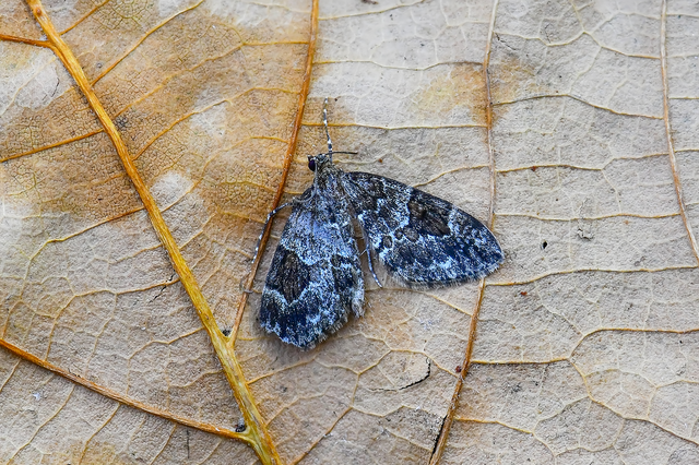 Thera variata/britannica