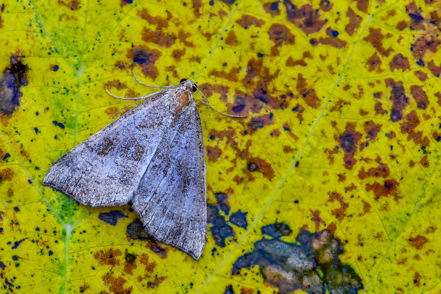 Hypena proboscidalis - ormányos karcsúbagoly