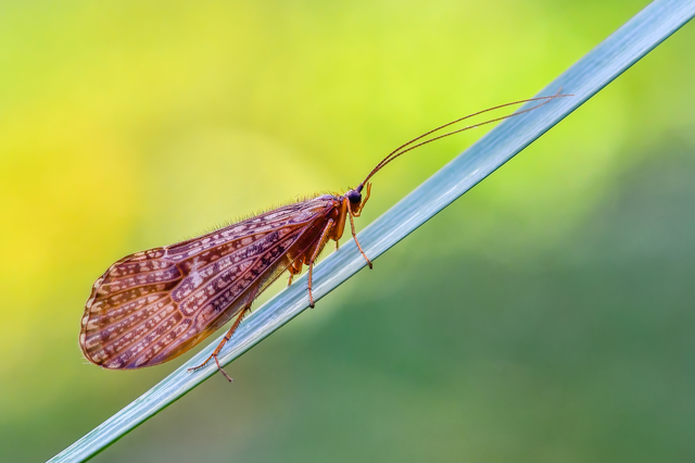 Trichoptera - Tegzesek