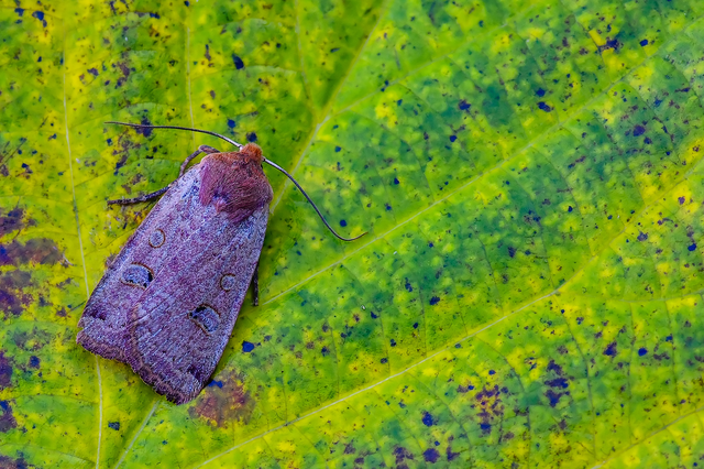 Conistra erythrocephala - vörösfejű őszibagoly