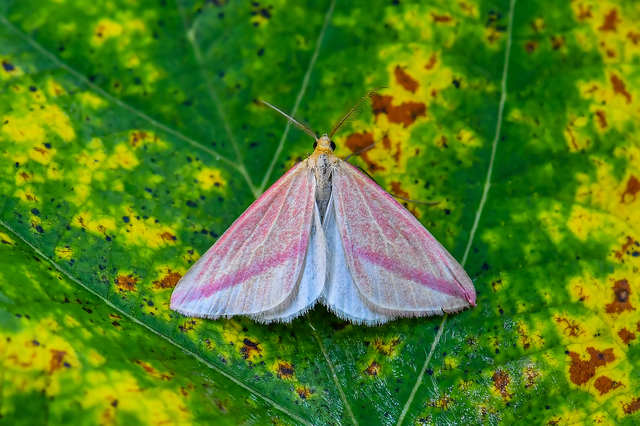 Rhodometra sacraria - rózsacsíkos araszoló