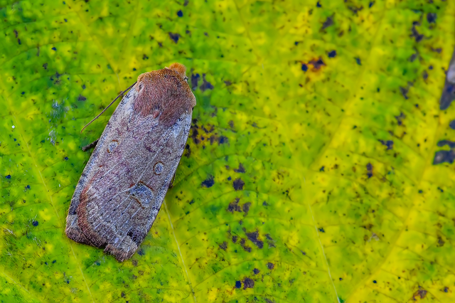Conistra erythrocephala - vörösfejű őszibagoly