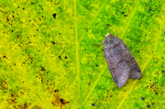 Anchoscelis nitida - rozsdabarna őszibagoly