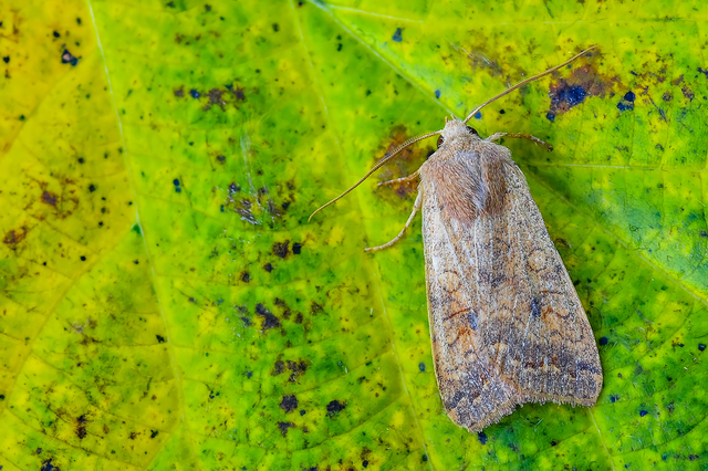 Sunira circellaris - okkersárga őszibagoly