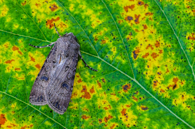 Agrotis segetum - vetési földibagoly