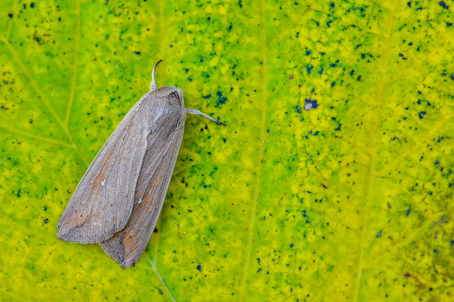 Mythimna unipuncta - hordabagoly