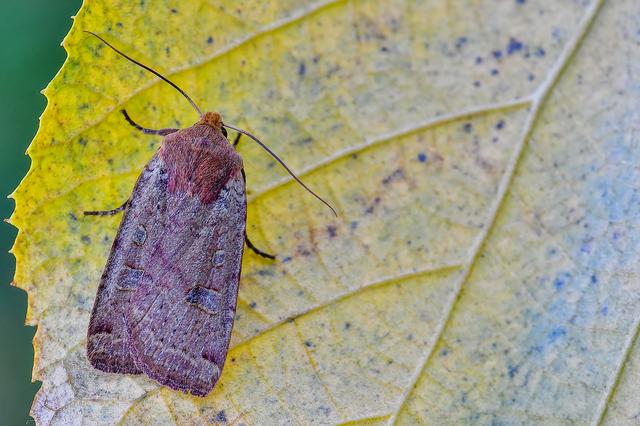 Conistra erythrocephala - vörösfejű őszibagoly