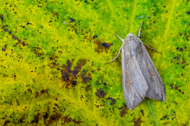 Mythimna unipuncta - hordabagoly