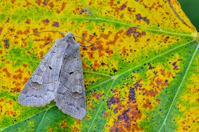 Ammoconia caecimacula - szürke őszibagoly