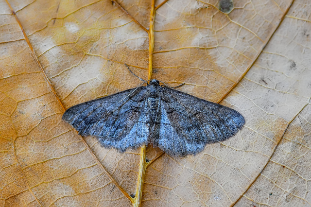 Agriopis bajaria - kökény-téliaraszoló