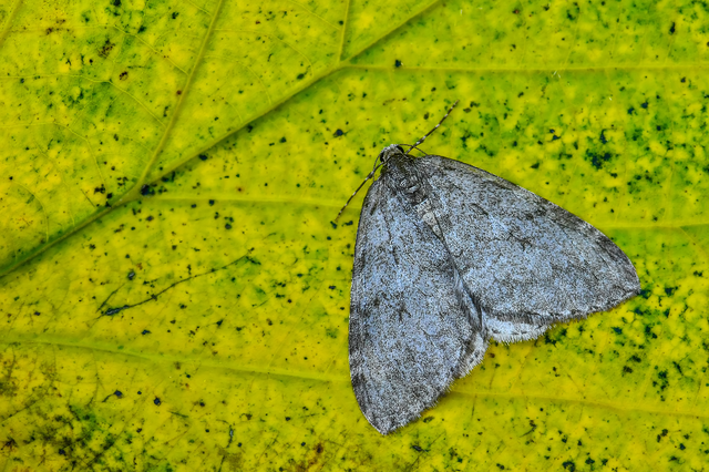 Epirrita christyi/dilutata