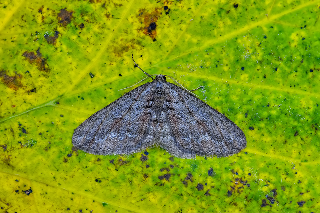 Agriopis bajaria - kökény-téliaraszoló