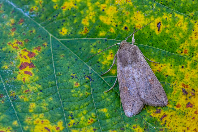 Mythimna unipuncta - hordabagoly