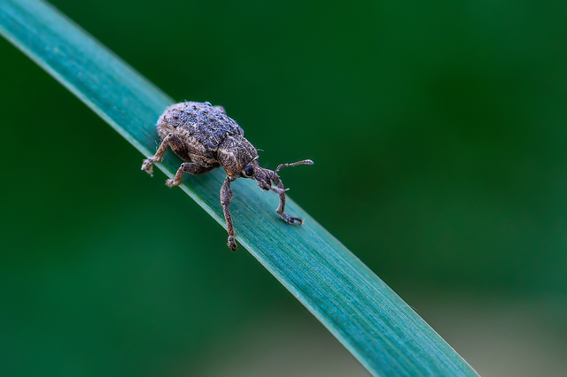 Brachypera zoilus - lucerna-gubósormányos