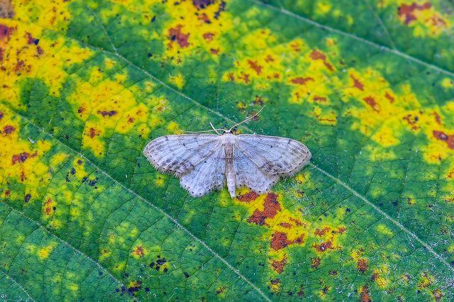 Idaea dimidiata - gyakori apróaraszoló