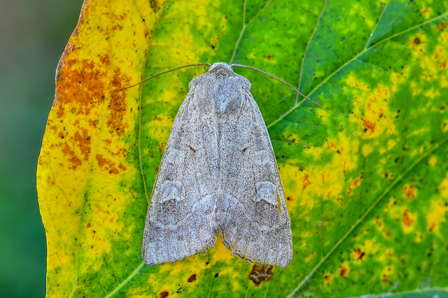 Ammoconia caecimacula - szürke őszibagoly