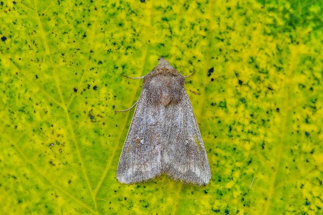 Mythimna albipuncta - fehérpettyes rétibagoly