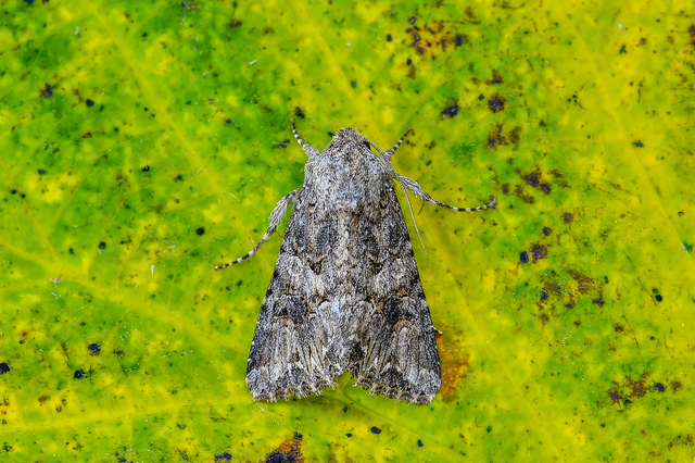 Hadula trifolii - lóherebagoly