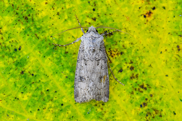 Agrotis segetum - vetési földibagoly