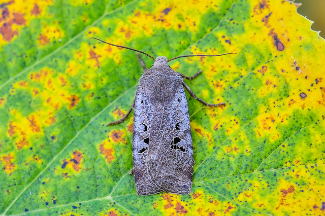 Conistra rubiginosa - szürke télibagoly