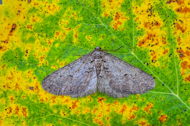 Agriopis bajaria - kökény-téliaraszoló