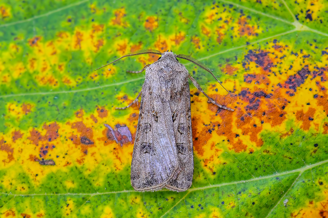 Agrotis segetum - vetési földibagoly